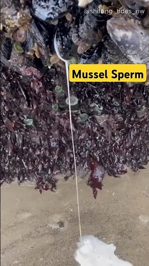 This is how mussels reproduce (@shifting_tides_nw & @redwoodfisherman) #nature
