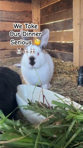 What Do You Feed Your Rabbits/ Bunnies? #mybunny