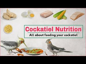 Cockatiel diet | Safe and unsafe food for your cockatiel l Best cockatiel bird food | cockatiel food