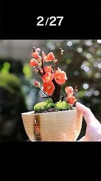 BONSAI: Tiny Teacup Flower! 🌸🇯🇵 #bonsai #diy #satisfying #shorts