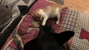 When your giant German Shepherd big brother 100X your size won’t play with you, the best thing to do is tickle his ears and then sit on his nose! If you ever wondered how all of the animals at the Funny Farm can get along so well, here’s why... | Funny Farm Rescue