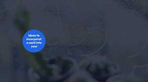 Indoor Cactus Gardening Ideas