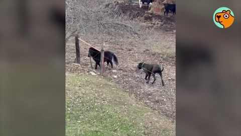 This Great Dane found the perfect best friend - a mini horse