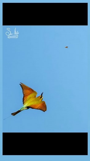 20 reactions · 5 comments | BirruBirruu - Rainbow Bee Eater  on Gangalu country. #birdsofaustralia #raw_birds #kings_birds #abcmyphoto #australiangeographic #ausgeo #birdlifeoz #feathers_of_australia #feather_perfection #nature #birrubirruu #rainbowbeeeater #gangalucountry #nikonaustralia | Sean Miller Art | Facebook