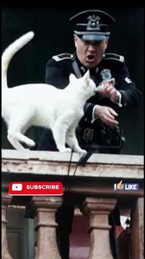 Quand Mussolini joua avec un chat sur le balcon de la Piazza Venezia#history #shorts
