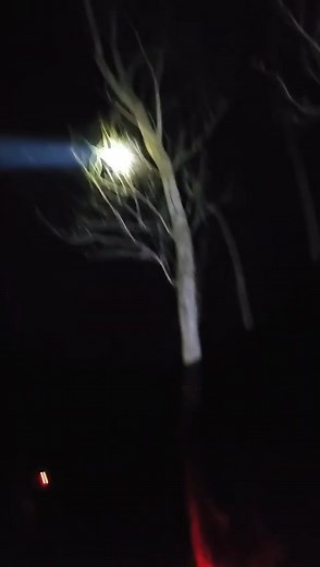 16K views · 267 reactions | Pretty unbelievable Rack Em Reign trees her first wild coon at a touch over 4.5 months old!! All by herself. No coaching. ALL NATUTAL. Maybe a fluke. Who knows. But I got a feeling this little pup will have her picture taken one day  PCH PICKIN UP STIX❌GCH RACK EM XENA | Tyler Jackson | Facebook