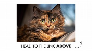 3.6K views · 91 reactions | Tomorrow is the last day to enter! Submit your best name idea for this little one at: https://bit.ly/2RhiYT4 and get entered to win a free 6-month supply* of litter! | World's Best Cat Litter | Facebook