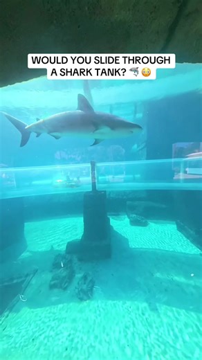 This slide goes through a shark tank 😳 Would you try this at Atlantis? #atlantisbahamas #leapoffaith #carnivalcruise #aquaventurewaterpark