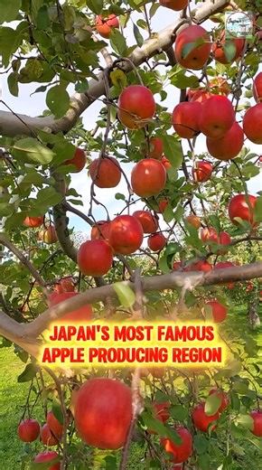 🍎🍏Apple Picking🍏🍎 @📍Hirosaki Apple Park located in "The Largest Producer of Apples in the Country" - Aomori Ken ♥🇯🇵 | Japan Explore