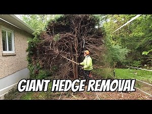 How to complete a HEDGE REMOVAL like a PRO.