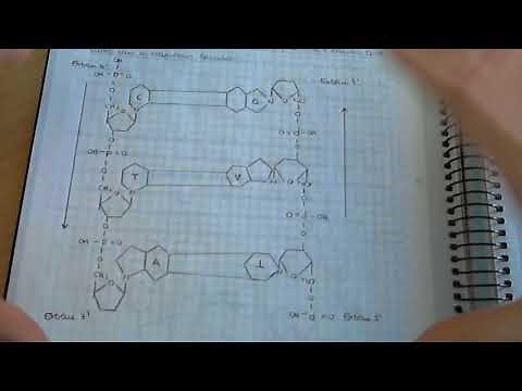 ADN y estructuras del ADN / Biologia: Ácidos nucleicos. Material genético.