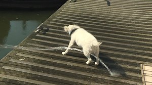 🐶 making the most of the ☀️ http://www.itv.com/news/central/weather/ | ITV Central