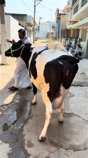 cell ; 9440912406 cow 13-04-2026 cow and bull market, Punganur