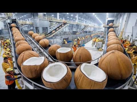 Inside a Modern Coconut Factory | From Hard Shell to Creamy Coconut Milk