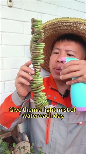 How to Propagate Succulents Fast and Easy!