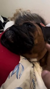 Don’t bother me 🤨😂 | Trunks the Boxer