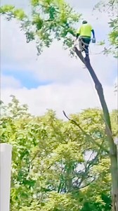 791K views · 2.4K reactions | Can you do this big Tree Cutting job? #gianttrees #treecutting #chainsaw #lumberjack #logging | Agriculture &Tree-cutting | Facebook