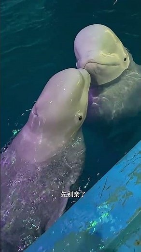 Dolphin Feeding Time | Beautiful Marine Life Video 🐬💙