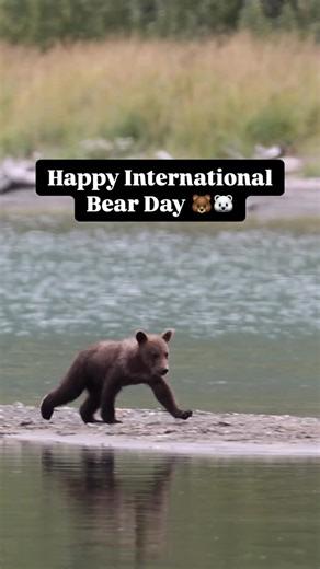 Zac Mills | The Wildlife Collective on Instagram: "Today is International Bear Day, we are so lucky to live in a world with bears. With 8 different bear species and many more sub-species, each one is unique and essential to the ecosystems they inhabit. They are a living testament to the beauty and strength of the wild. As a bear guide, I’ve had the privilege of sharing countless incredible moments with bears in the wild—experiences that have deeply changed me. They’ve reshaped how I view conserv