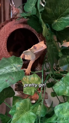 Celebrating 11k with Cute Crested Gecko Feeding Moments