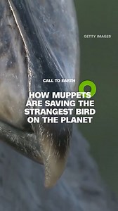 260K views · 6.2K reactions | The shoebill stork is a remarkable looking creature, but it’s under threat. Hand puppets designed by a Muppet puppeteer are used to train hand-reared chicks for release into the wild in Zambia. | CNN International | Facebook