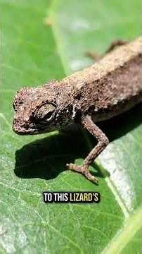 Meet the Smallest Reptile on Earth (Brookesia micra)