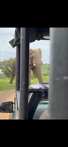 Hello ��, We’ve crafted a 1-Month Africa Dream Safari — 10 countries in 30 days! �� From the wild plains of Kenya & Tanzania, to Zanzibar’s spice shores, Victoria Falls, Botswana’s Delta, Mozambique, Cape Town, Mauritius & Seychelles — every day is pure adventure and luxury. ��� Are you ready for the journey of a lifetime? � 254 745 861 688 � curioussafariss@gmail.com #CuriousSafaris #AfricaDreamSafari #usa #uk #australia #france #Germany #Netherlands #canada | Duncan Lyon