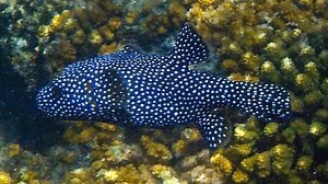 白点叉鼻鲀 Arothron meleagris （yt@Diver23