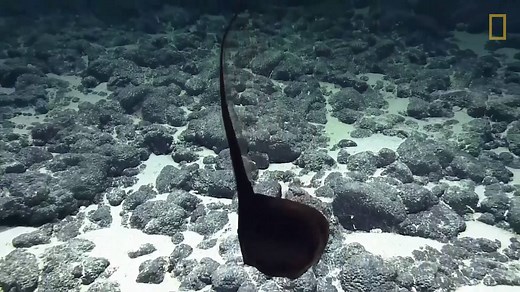 "It looks like a muppet!" | National Geographic