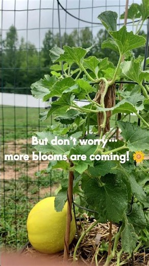 My Canary Melon Is Taking ALL The Energy 🍈🌱 Garden Update!