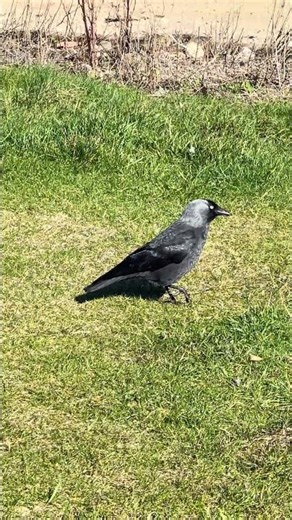 Eurasian Jackdaw in Scotland