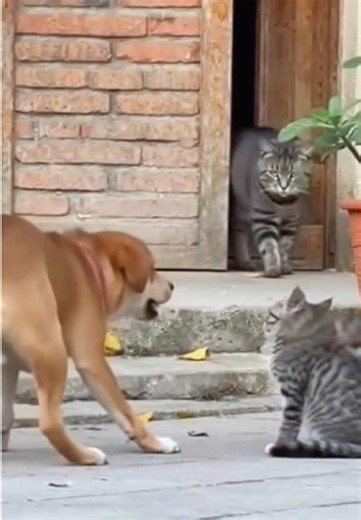 Protective Mode: Funny Cat Moments