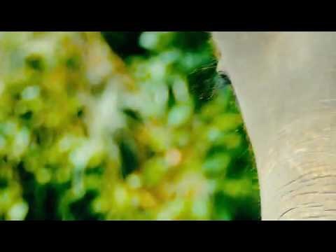 Sounds of KSHMR Vol. 2 - Samples & Loops - Splice Sounds(free download)