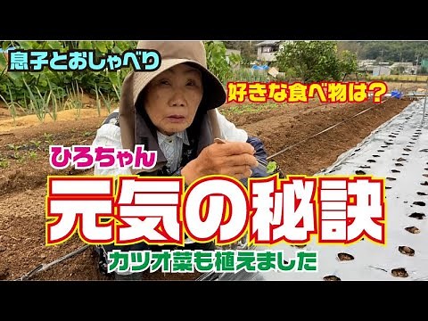 【無農薬】カツオ菜定植と親子の会話【プラグトレイ】【コツ】