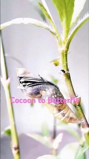 Cocoon to Butterfly