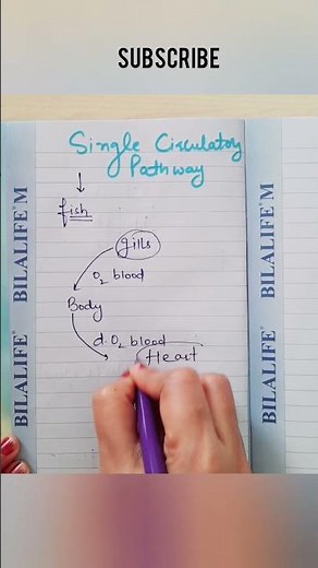 single circulatory pathway of blood in fish #shorts #education #neet #viralvideo