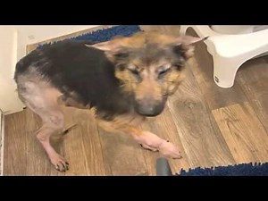 Rescue dog's heartbreaking first days in new home