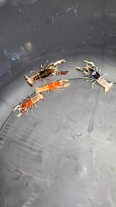 Ghosto ko yan | Vons Crayfish Worldd