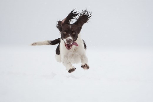 How To Get A Springer Spaniel To Calm Down: Tips And Tricks For A Happy Pooch - Easy Spaniel Training