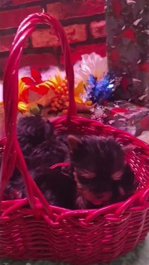 Ever seen such tiny little babies? {our AKC micro puppies}