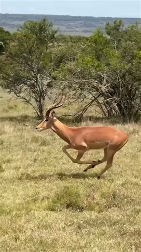 Chang Adventure/Kenya Safari Tours/Kenya Safari on Instagram: "The jungle life come experience the magic"