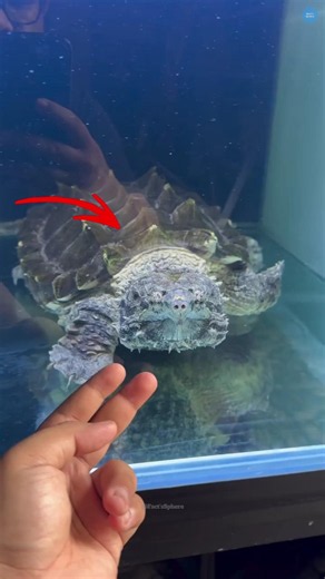 Aligator Snapping Turtle 🐢 !!