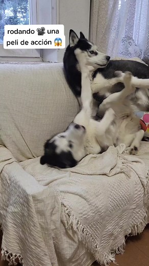 Perro Husky Actor en Acción 🐕🎬 ¡Divertida grabación de película!