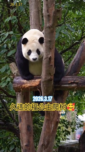 3.17福宝吃完加餐一鼓作气爬上了大树桩，久违的爬树，我们的小公主满血复活了👏🏻#大熊猫 #福宝#大熊猫福宝 #푸바오 #panda #fubao #大熊貓 #大熊貓福寶#판다 푸바오#대왕판다