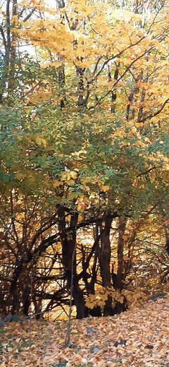 Stunning Autumn Forest Scenes with Colorful Foliage