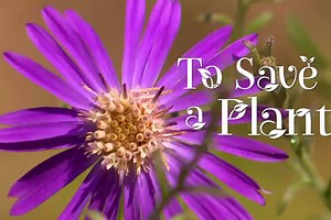 To Save a Plant