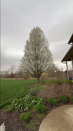 Ornamental pear tree in bloom