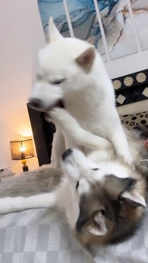 WwwXxx sab sath me chl rha h ghr me 🧿🤣 | Huskyindia0