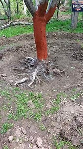 Root rot solution in Apple trees. | Kashmir Diaries
