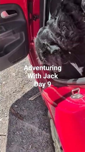 Adventuring With Jack - Day 9: A New Path 🌳🐾 #dog #nature #adventure #shorts